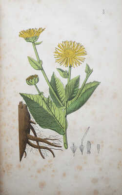 Горецкий В., Вильк. Русский народный лечебный травник и цветник.. В 2 ч Ч. 1-2. [М.], 1892-1893.